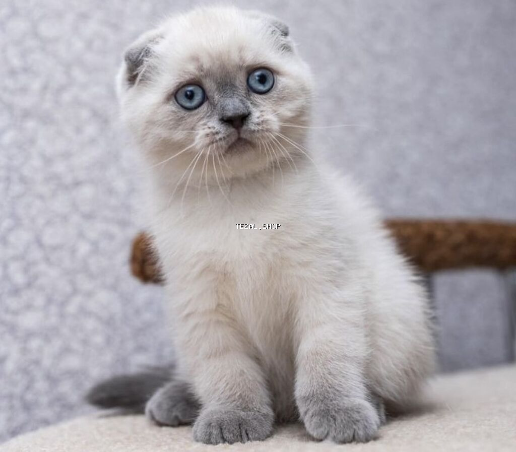 Şotland yastı qulaq, Ünvandan götürmə, Pulsuz çatdırılma, Ödənişli çatdırılma - şəkil 3