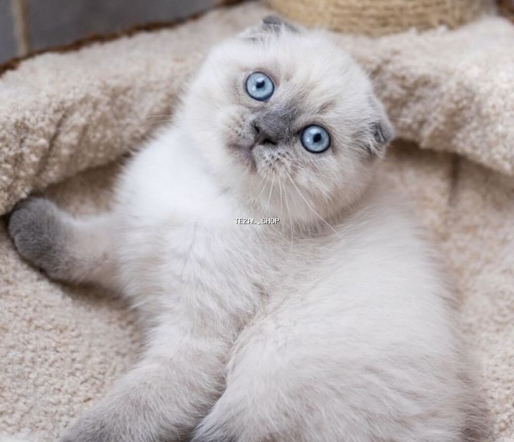 Şotland yastı qulaq, Ünvandan götürmə, Pulsuz çatdırılma, Ödənişli çatdırılma - şəkil 4