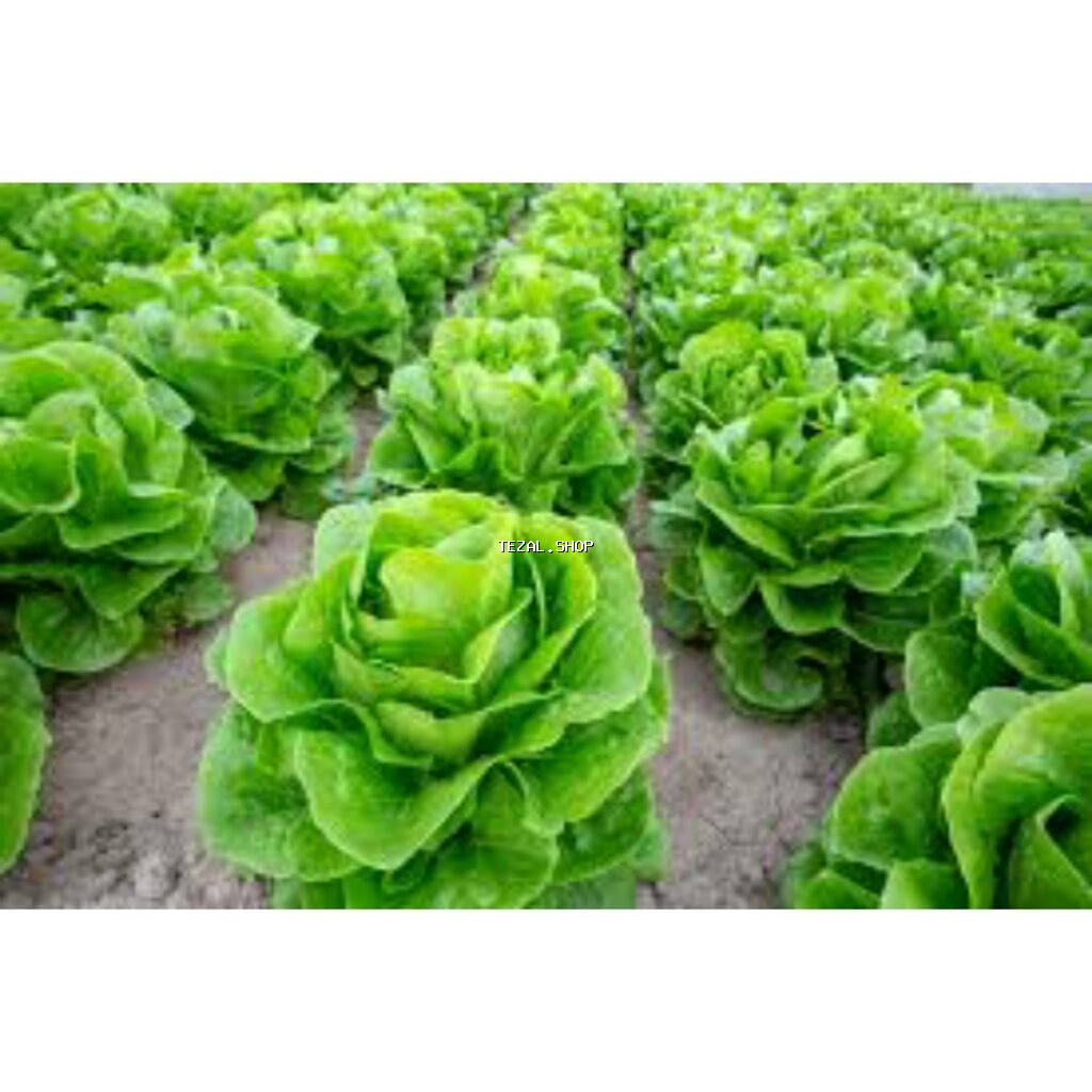 Rukolla var . Yalnız whatsappda yazın - şəkil 3