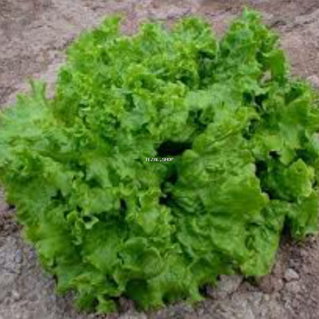 Rukolla var . Yalnız whatsappda yazın - şəkil 5