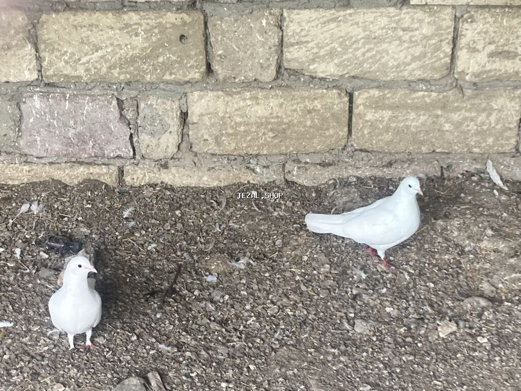 Ağ və qarışıq rəngli ev göyərçinləri – dam və həyət üçün - Növ: ev