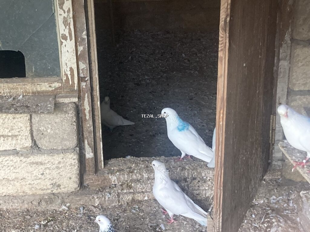 Ağ və qarışıq rəngli ev göyərçinləri – dam və həyət üçün - Növ: ev - şəkil 2