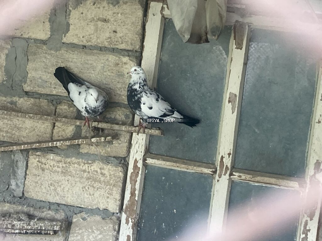 Ağ və qarışıq rəngli ev göyərçinləri – dam və həyət üçün - Növ: ev - şəkil 3