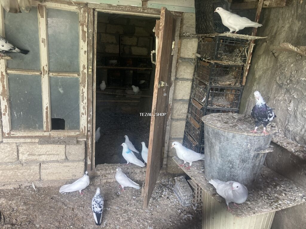 Ağ və qarışıq rəngli ev göyərçinləri – dam və həyət üçün - Növ: ev - şəkil 4