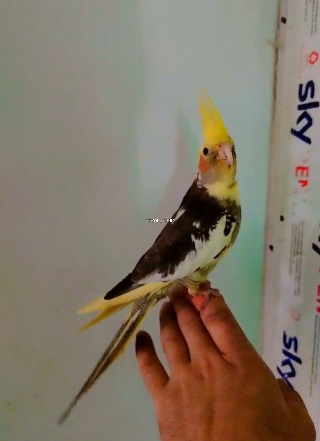 Tam ele örgenmiş danışmağa meyilidi erkeydi saglamliqna soz ola bilməz