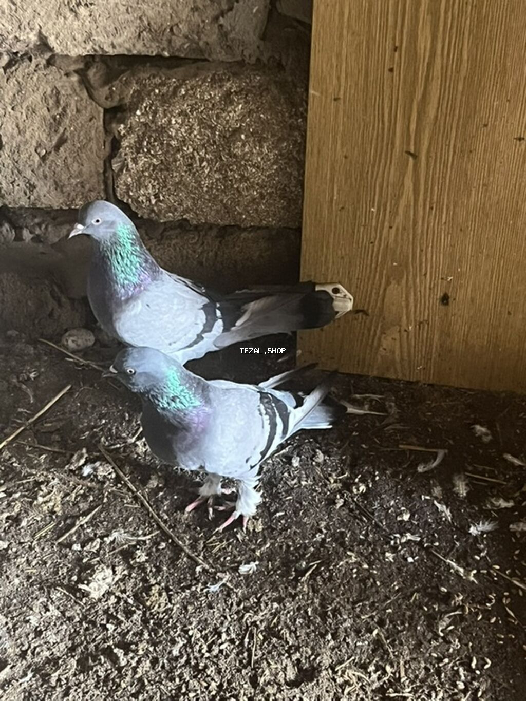 Cütüdülər təmiz göylərdi kəməri cütü 20m ünvan maştağa