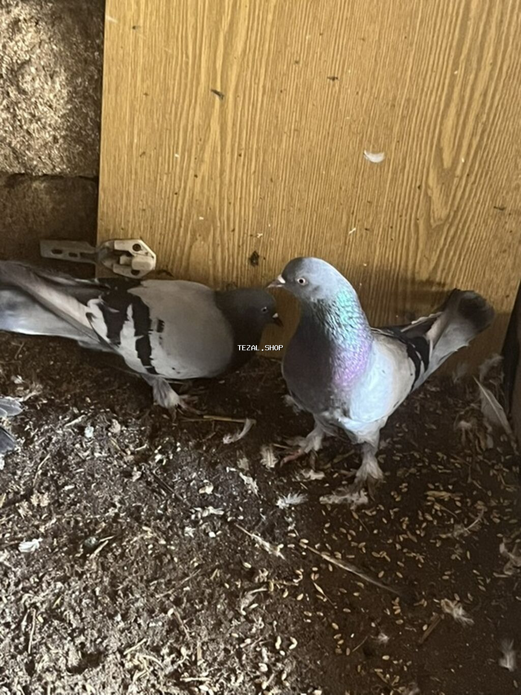 Cütüdülər təmiz göylərdi kəməri cütü 20m ünvan maştağa - şəkil 2