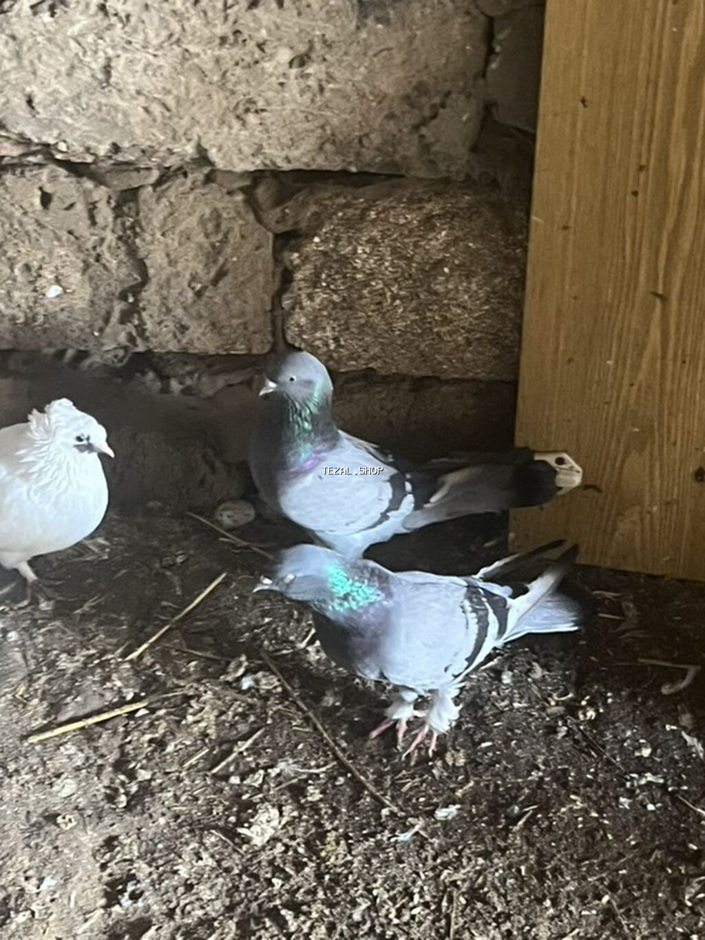 Cütüdülər təmiz göylərdi kəməri cütü 20m ünvan maştağa - şəkil 3