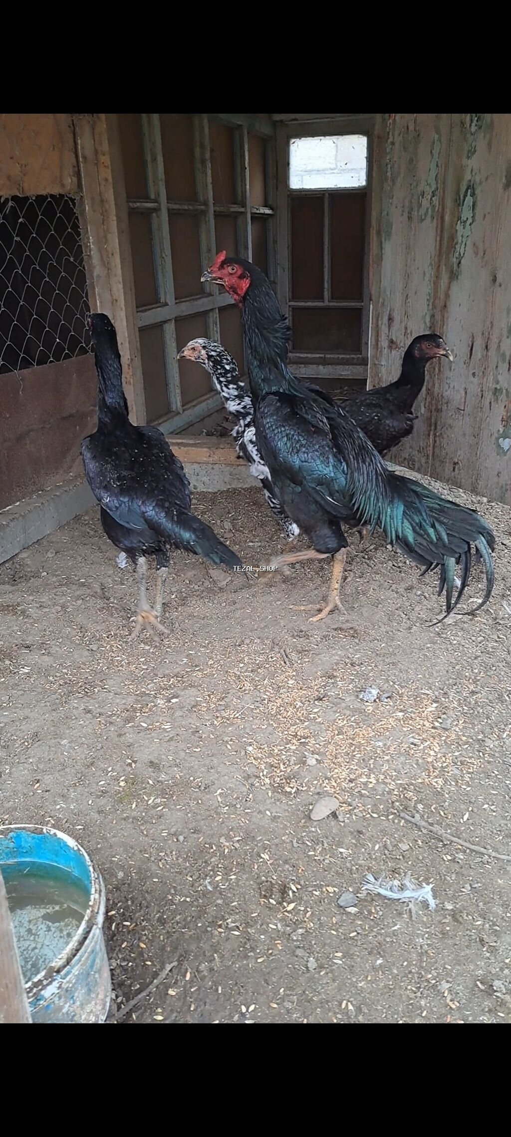 Şəkildə gördiyiniz heyratıların 10-günülük 7-ədəd cücələri satılır