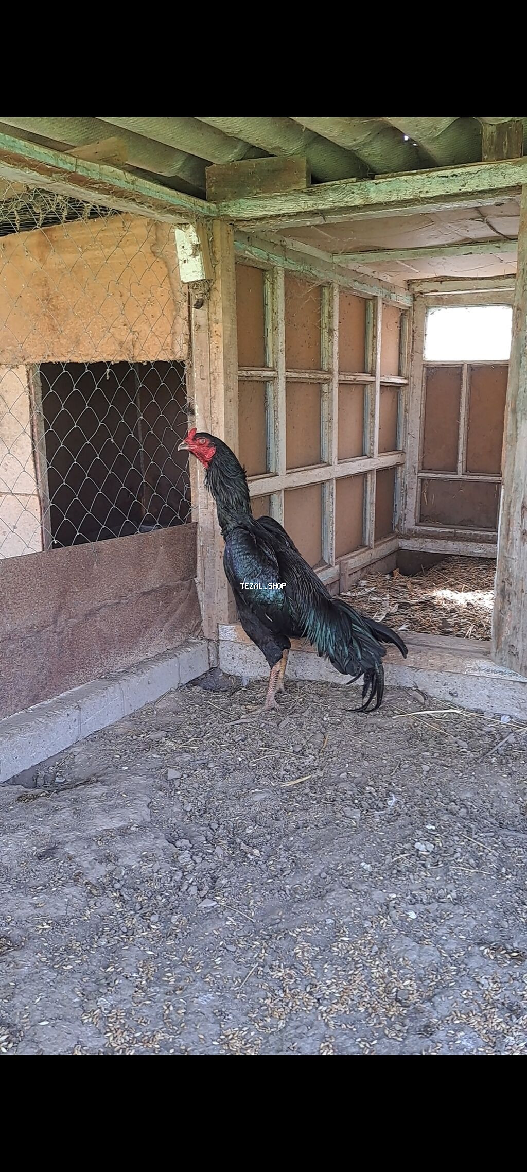 Şəkildə gördiyiniz heyratıların 10-günülük 7-ədəd cücələri satılır - şəkil 2