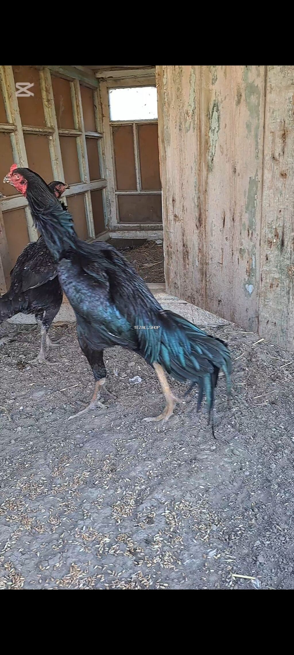 Şəkildə gördiyiniz heyratıların 10-günülük 7-ədəd cücələri satılır - şəkil 3