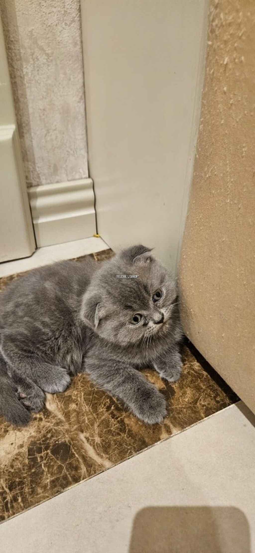 Şotland yastı qulaq, Erkək, Yaxşı əllərə, Ünvandan götürmə