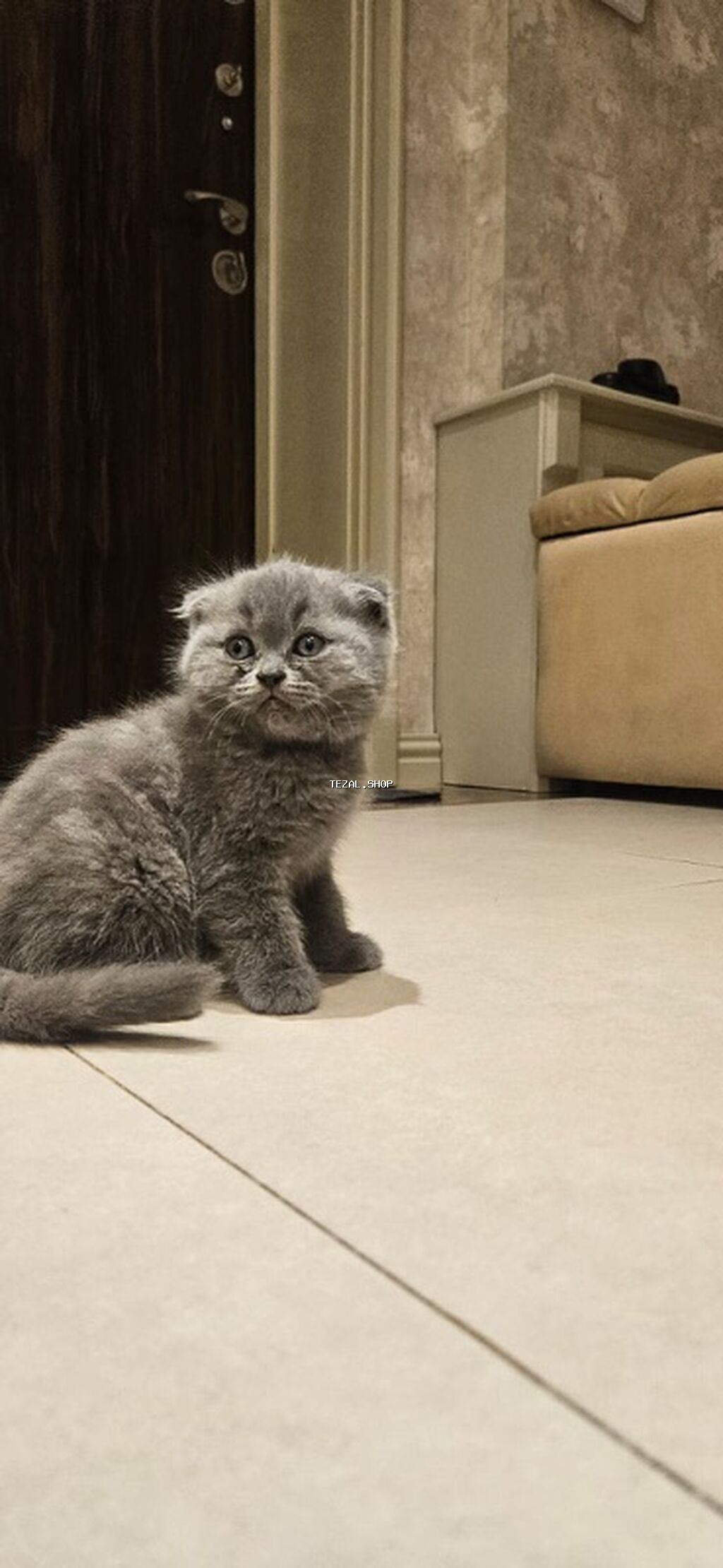 Şotland yastı qulaq, Erkək, Yaxşı əllərə, Ünvandan götürmə - şəkil 2