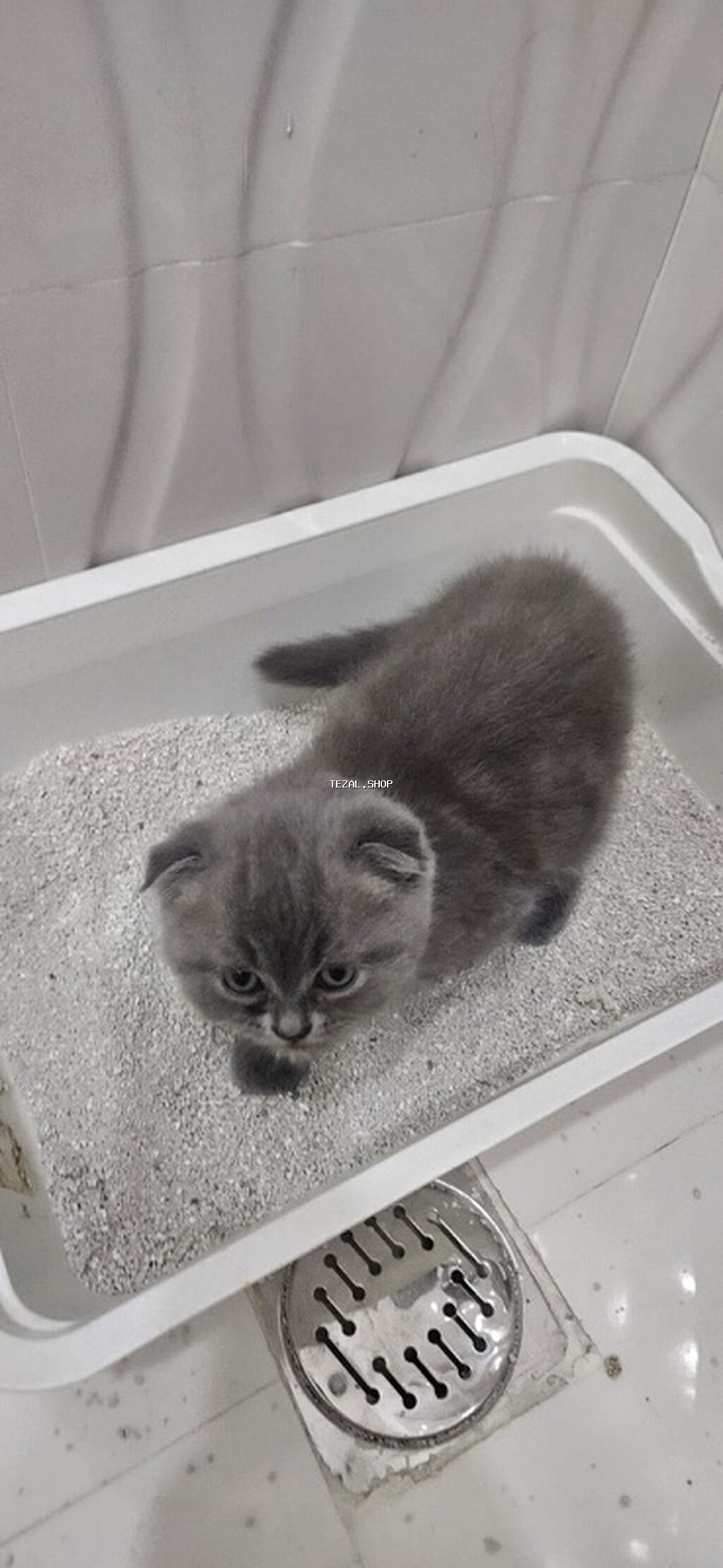 Şotland yastı qulaq, Erkək, Yaxşı əllərə, Ünvandan götürmə - şəkil 3