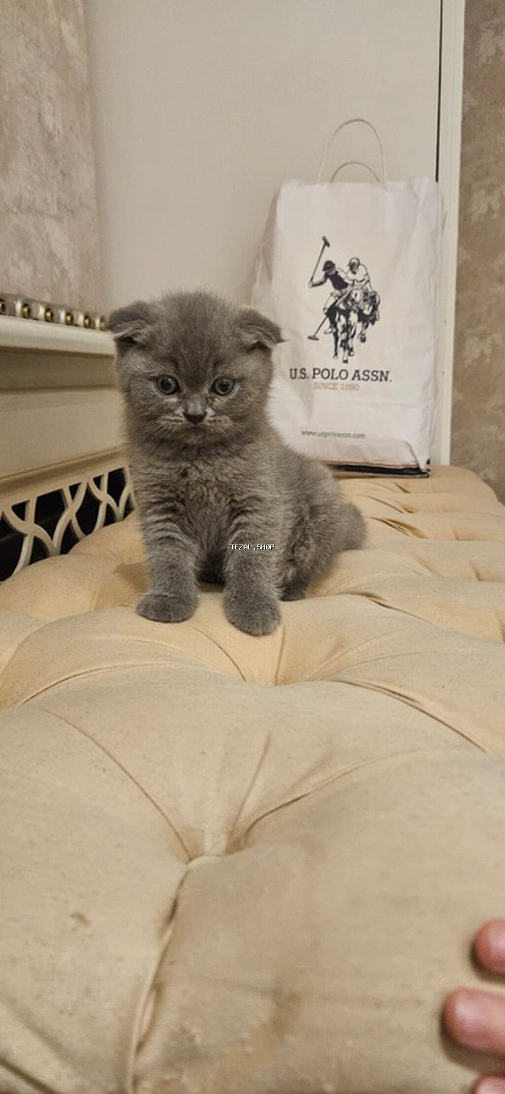 Şotland yastı qulaq, Erkək, Yaxşı əllərə, Ünvandan götürmə - şəkil 4