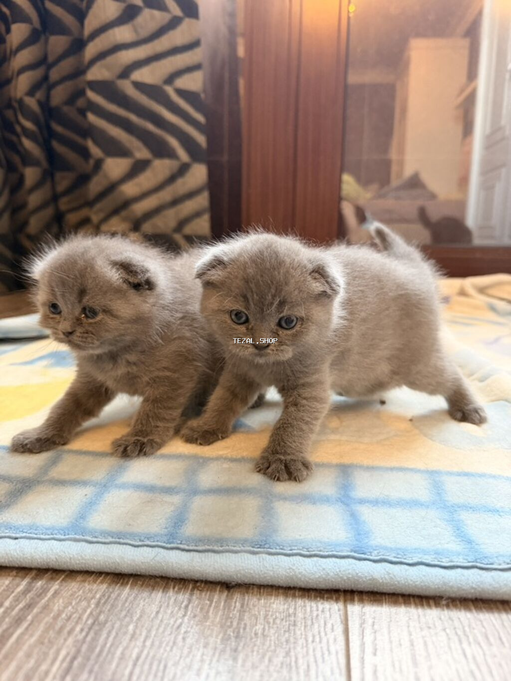 Şotland yastı qulaq, Erkək, Yaxşı əllərə, Ünvandan götürmə - şəkil 5