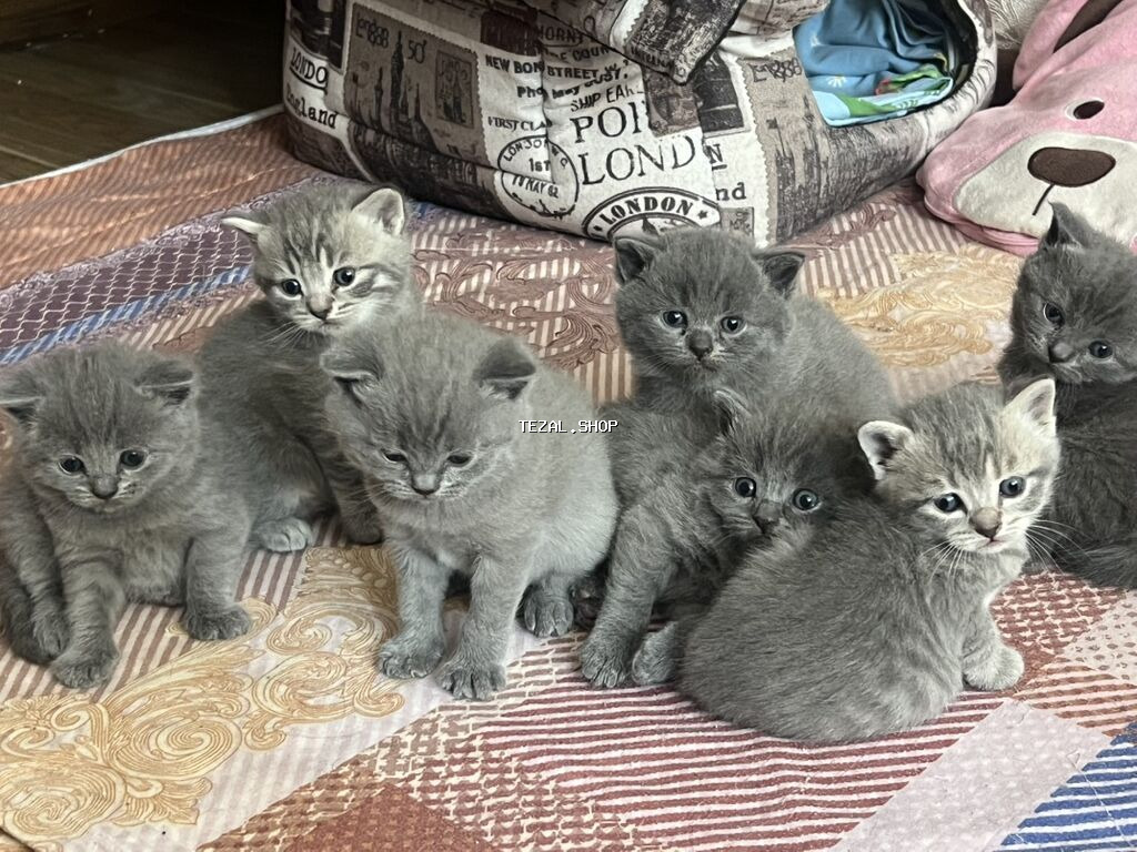 Britan, Erkək, Dişi, Yaxşı əllərə, Ünvandan götürmə - şəkil 4