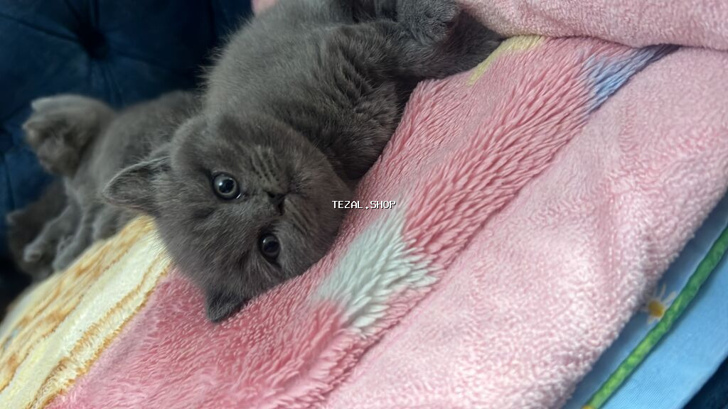 Britan, Erkək, Dişi, Yaxşı əllərə, Ünvandan götürmə - şəkil 5