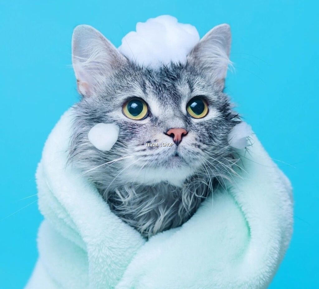 Pişiklər çimizdirilmə 25azn Kompleks baxım 30 azn Mini itlər