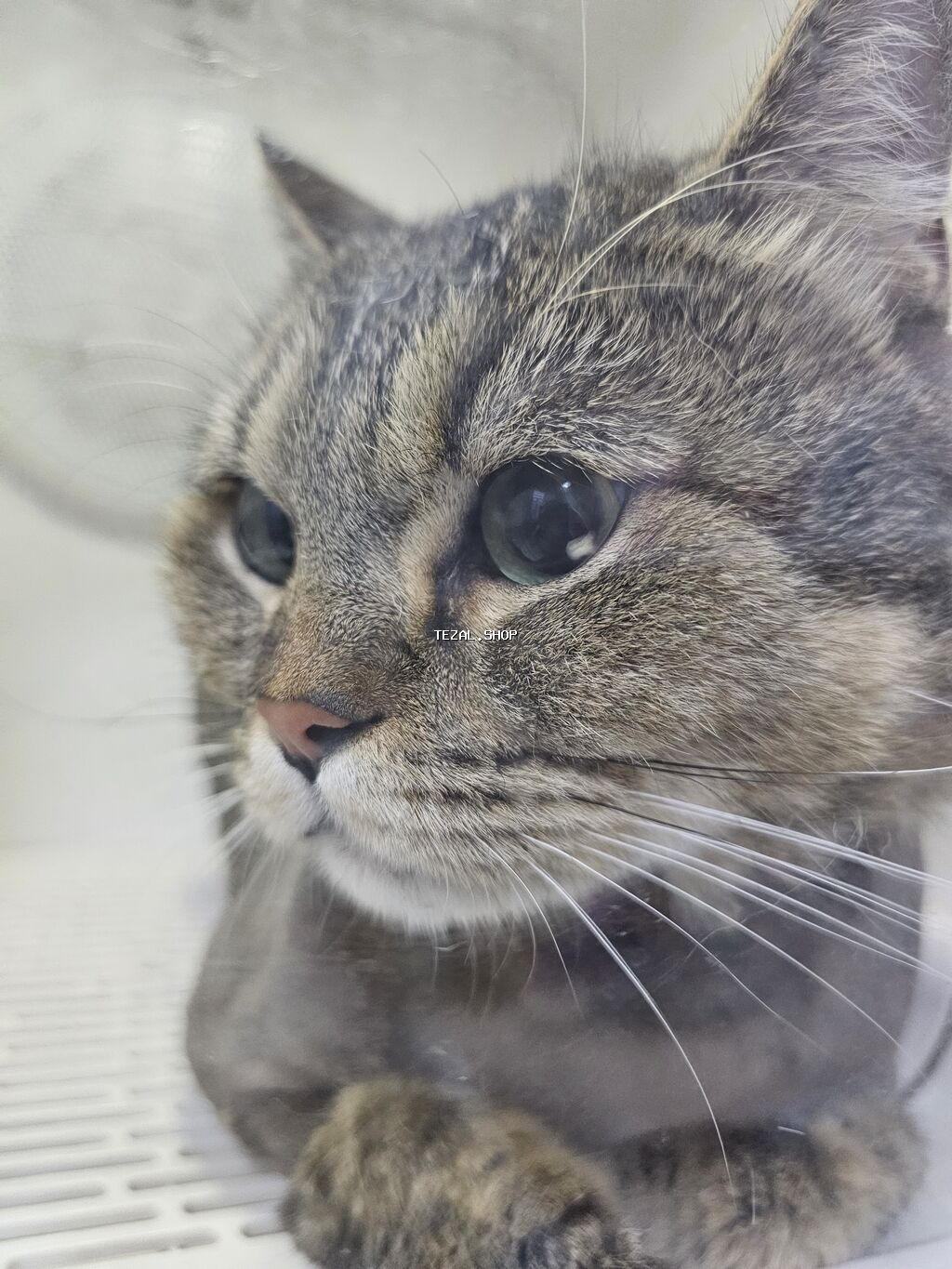 Pişiklər çimizdirilmə 25azn Kompleks baxım 30 azn Mini itlər - şəkil 2