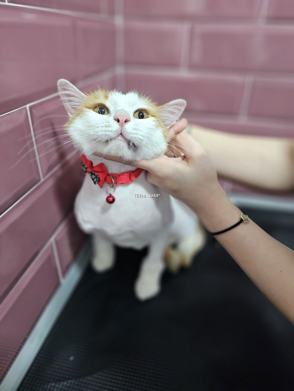 Pişiklər çimizdirilmə 25azn Kompleks baxım 30 azn Mini itlər - şəkil 3