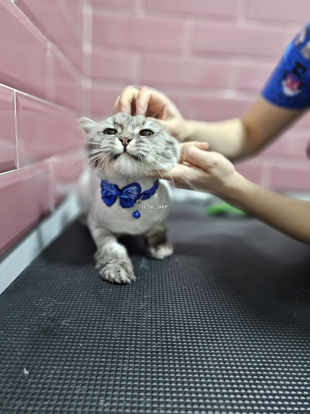 Pişiklər çimizdirilmə 25azn Kompleks baxım 30 azn Mini itlər - şəkil 4