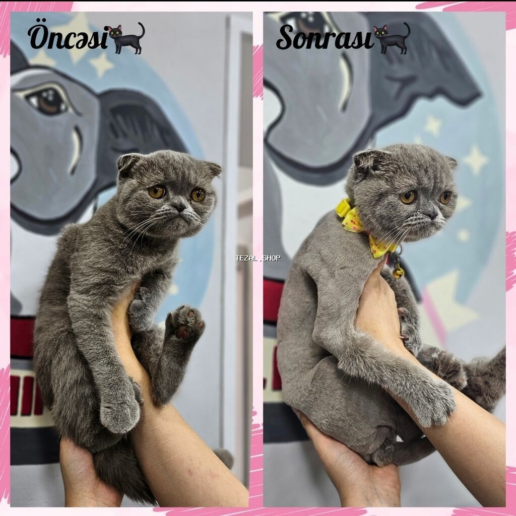 Pişiklər çimizdirilmə 25azn Kompleks baxım 30 azn Mini itlər - şəkil 5