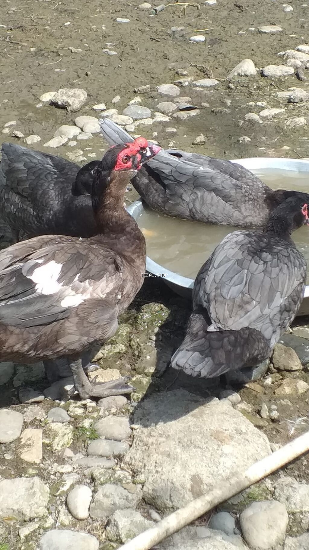 Dişi, | Lal ördək, Damazlıq, Ödənişli çatdırılma