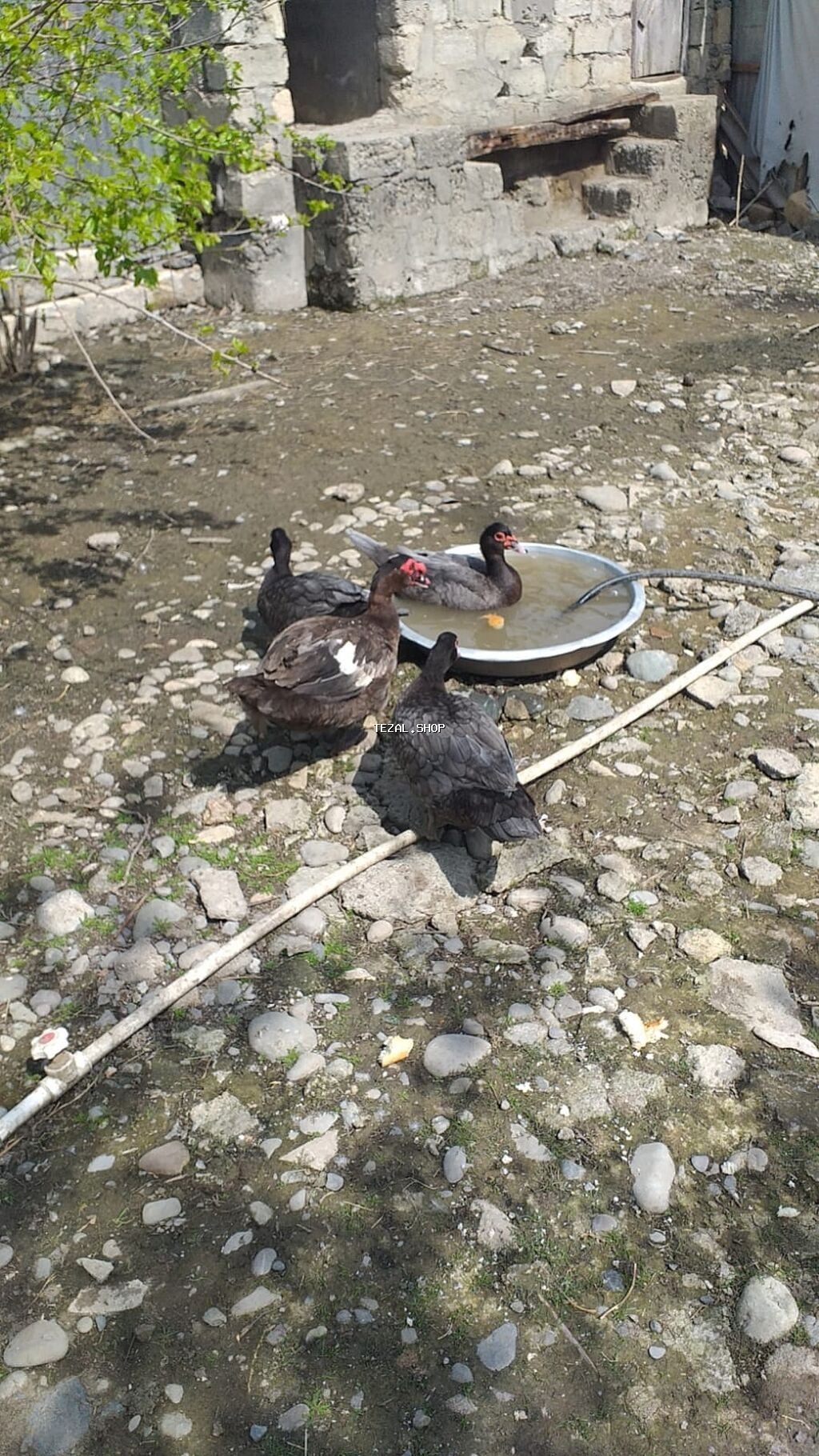 Dişi, | Lal ördək, Damazlıq, Ödənişli çatdırılma - şəkil 2