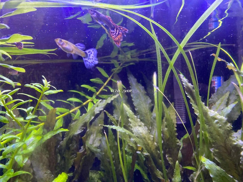 Təbii ekosistem qurulmuş bitki akvaryumu satılır. içində balıqla