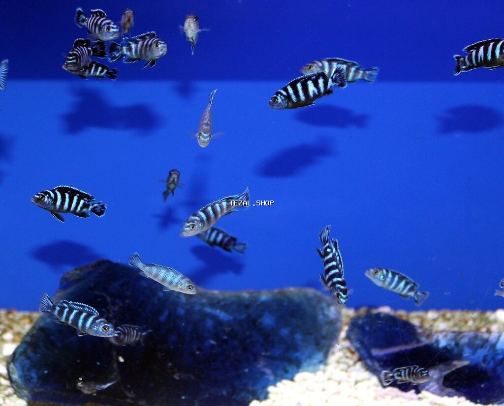 Cixlid balığı, Pulsuz çatdırılma - şəkil 2