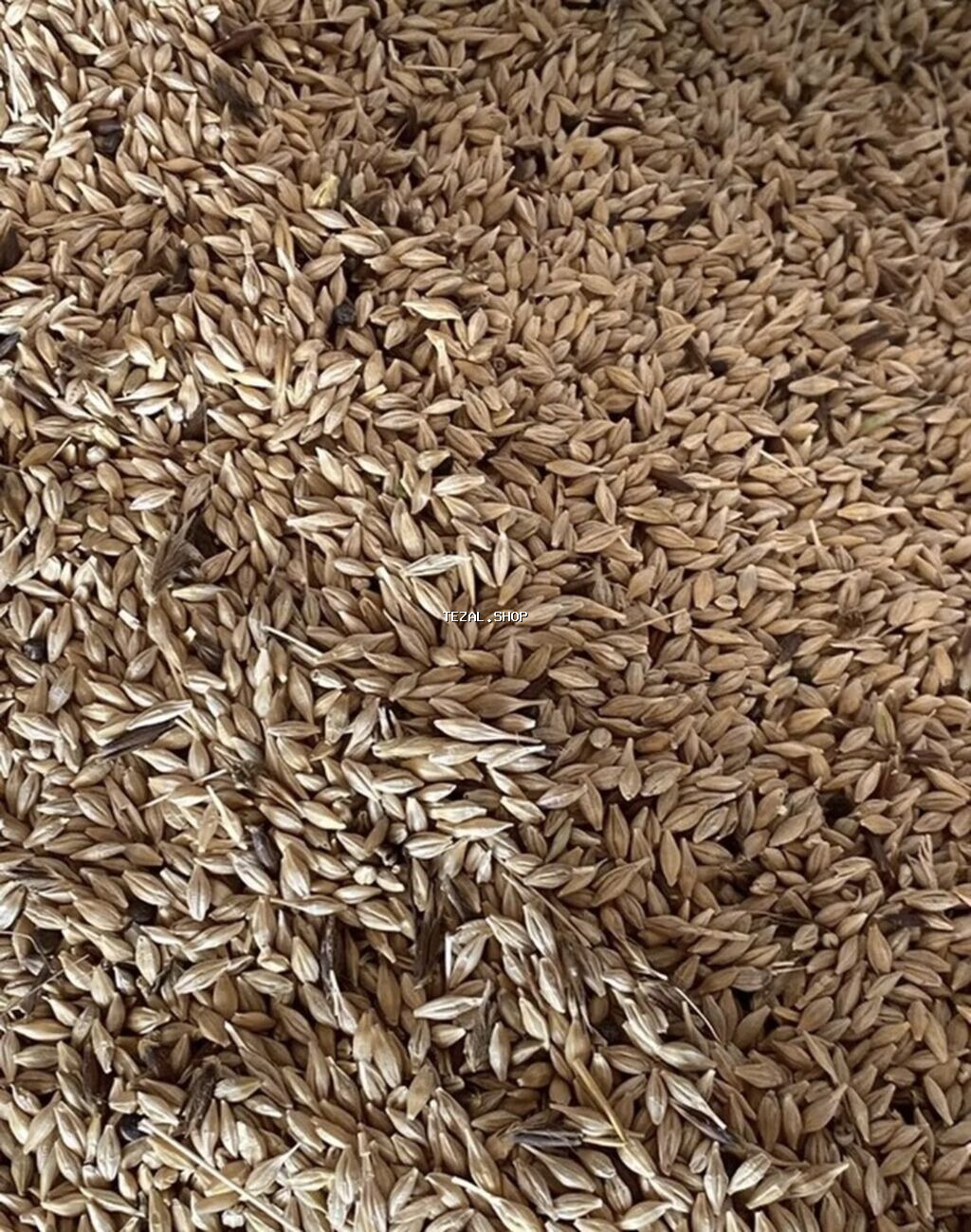 Arpa satilir hazir mesokdadi