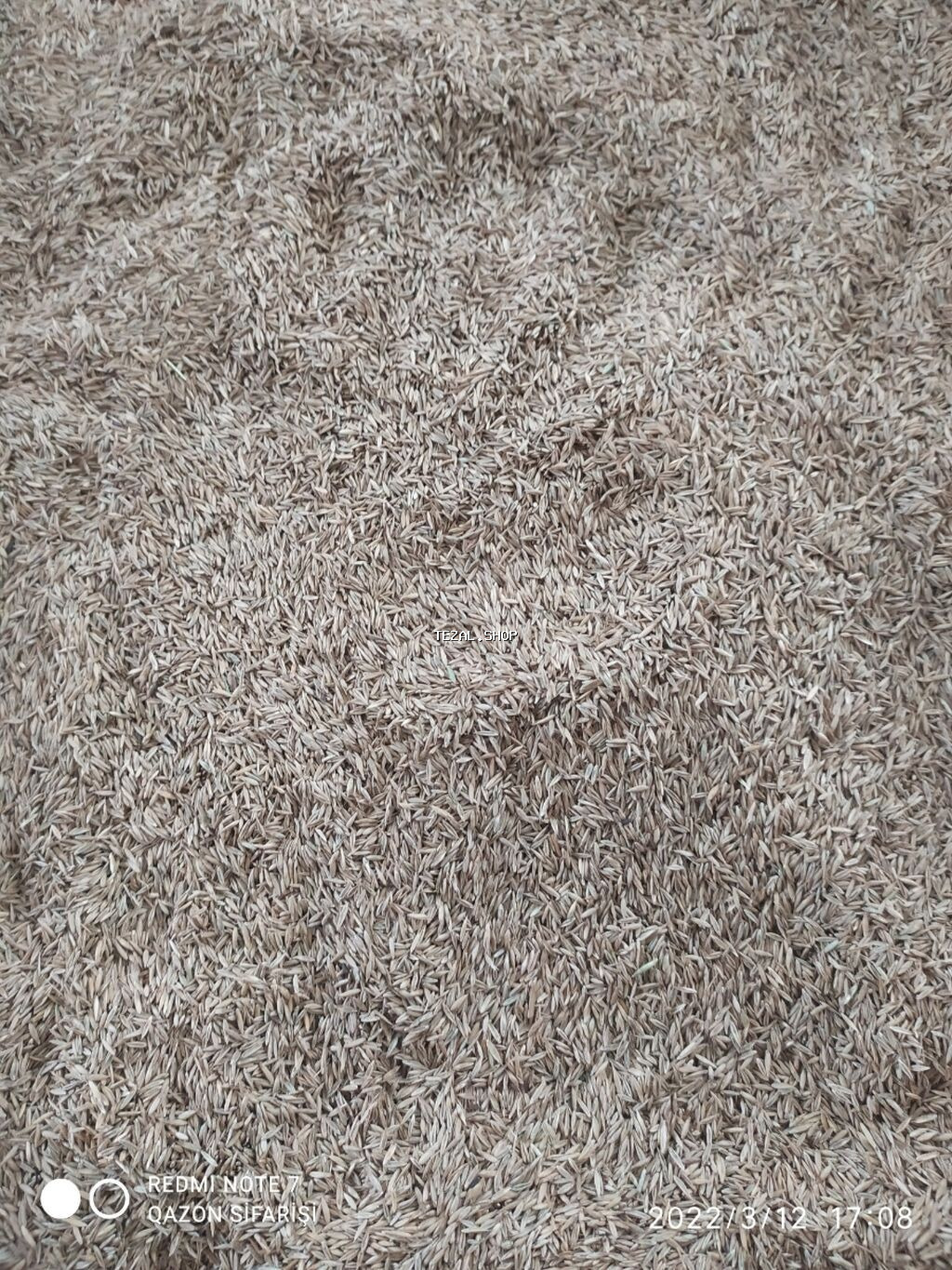 Qazon toxumu - şəkil 2