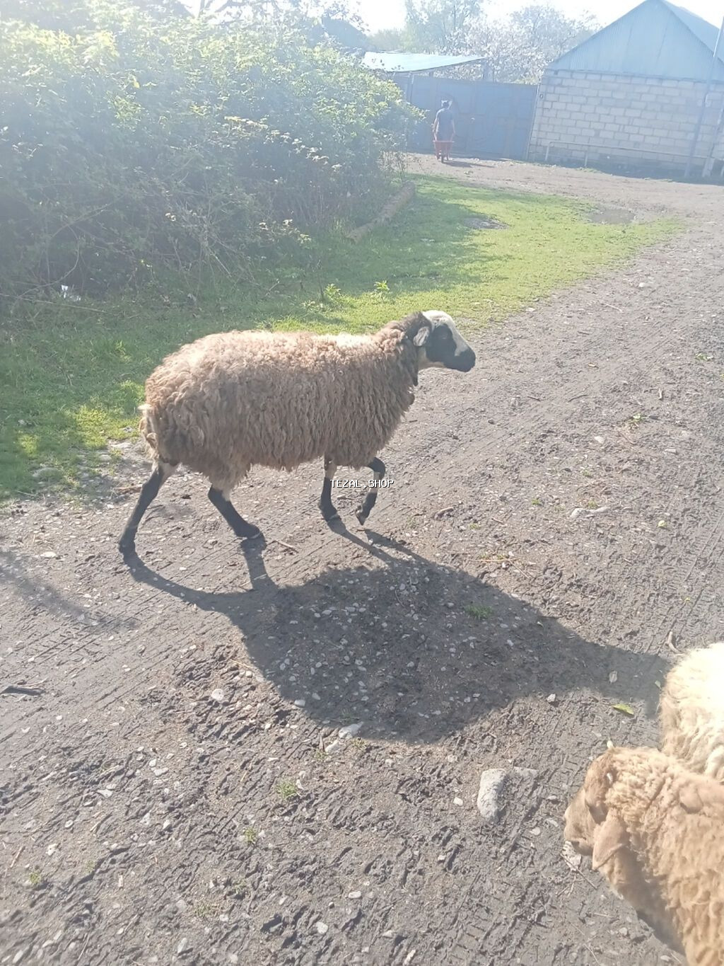 Cavan heyvanıdi muncuqlu sortdu pula ehdiyac var deyə satlir