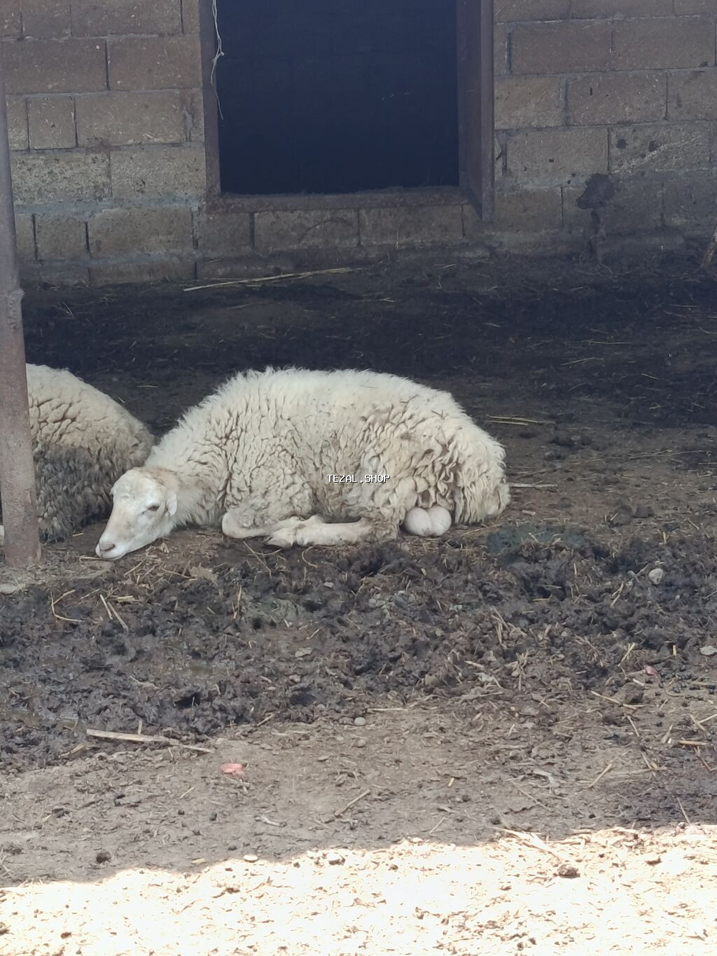 Həle təzə təzə qoyun sürür