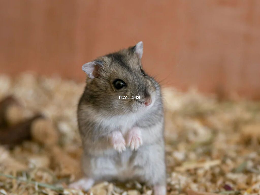 Satılır 🐹✨ Sevimli və sağlam hamster satılır. Çox aktiv, oynaq və