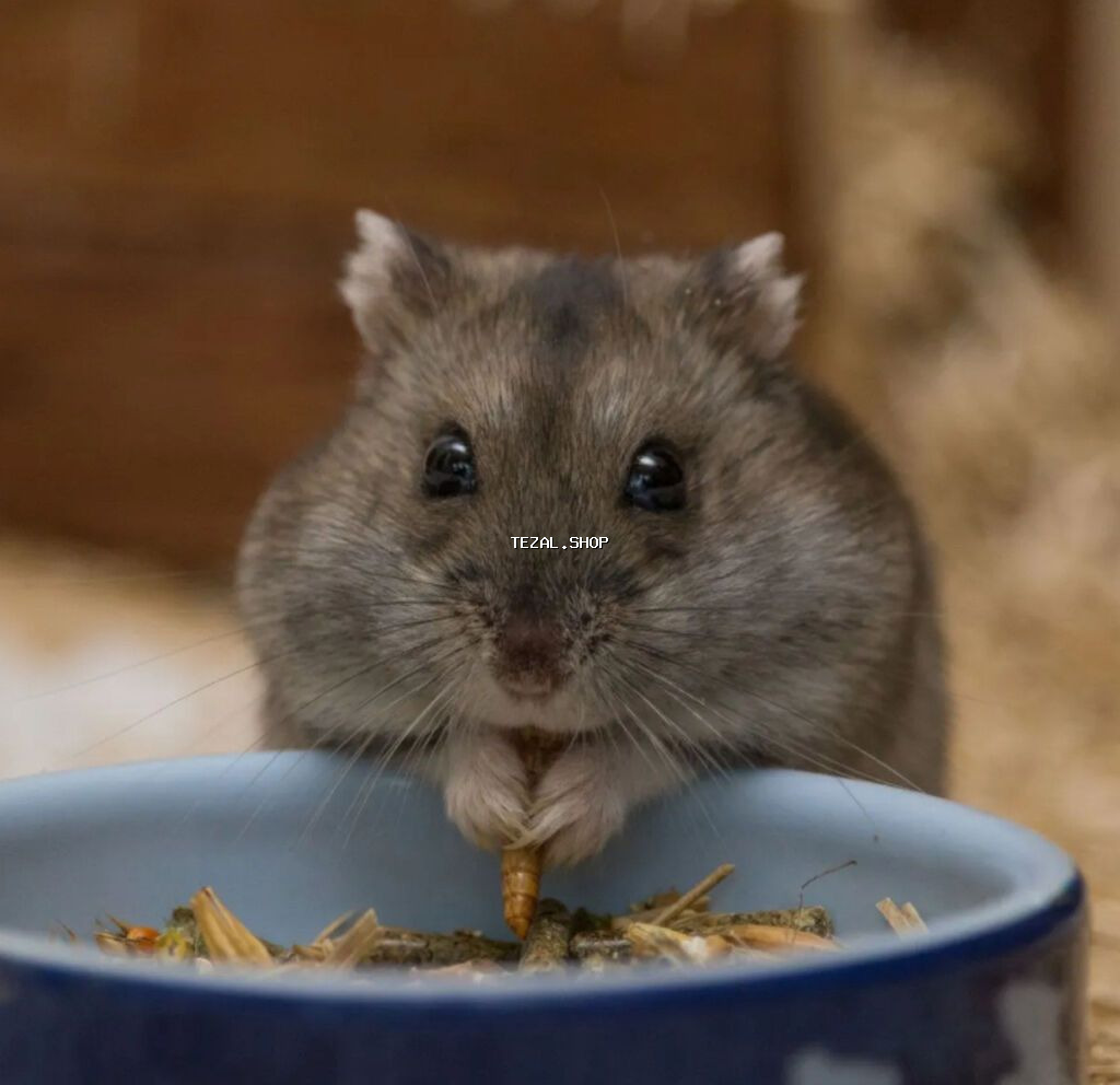 Satılır 🐹✨ Sevimli və sağlam hamster satılır. Çox aktiv, oynaq və - şəkil 2