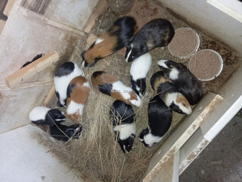 Svinkalar satilir real alıcı yazsin