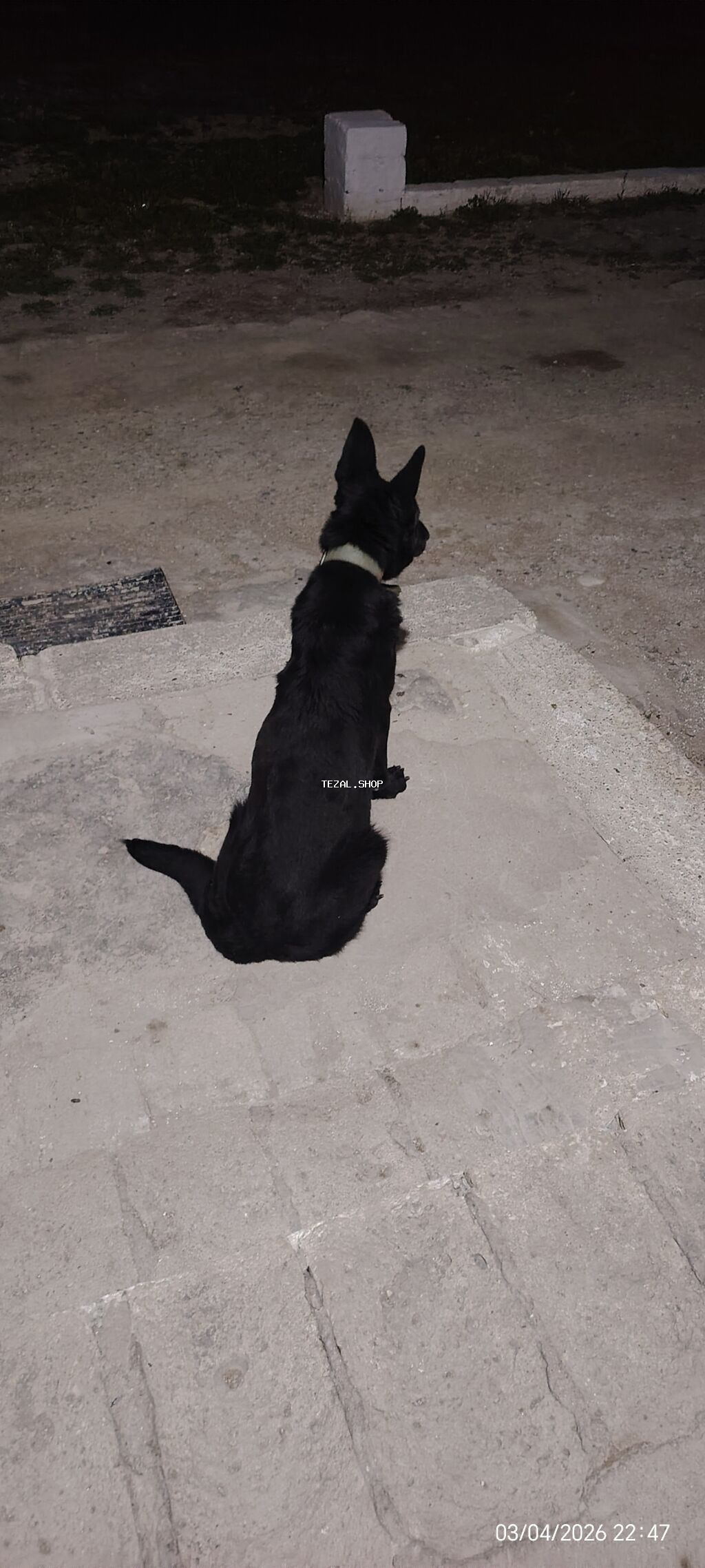 Qara rəngli it – qulaqcıqları dik, orta bədən quruluşlu, qısa-yarıuzun