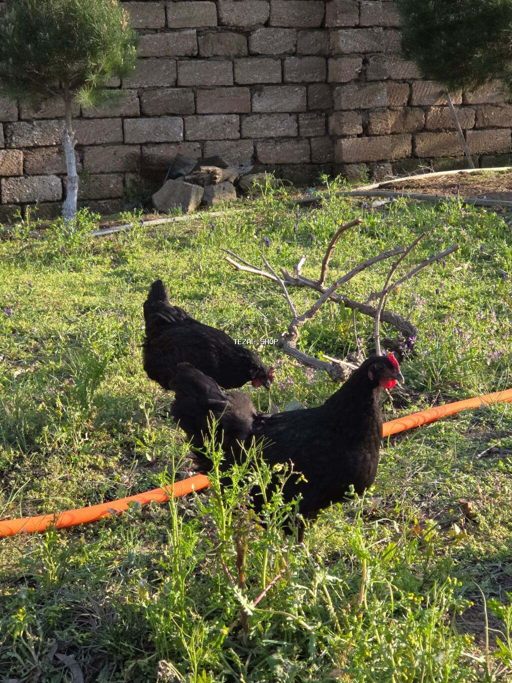 Temiz qan Australorp cuceleri .3-gunluk 3 manat,20 gunluk -5manat