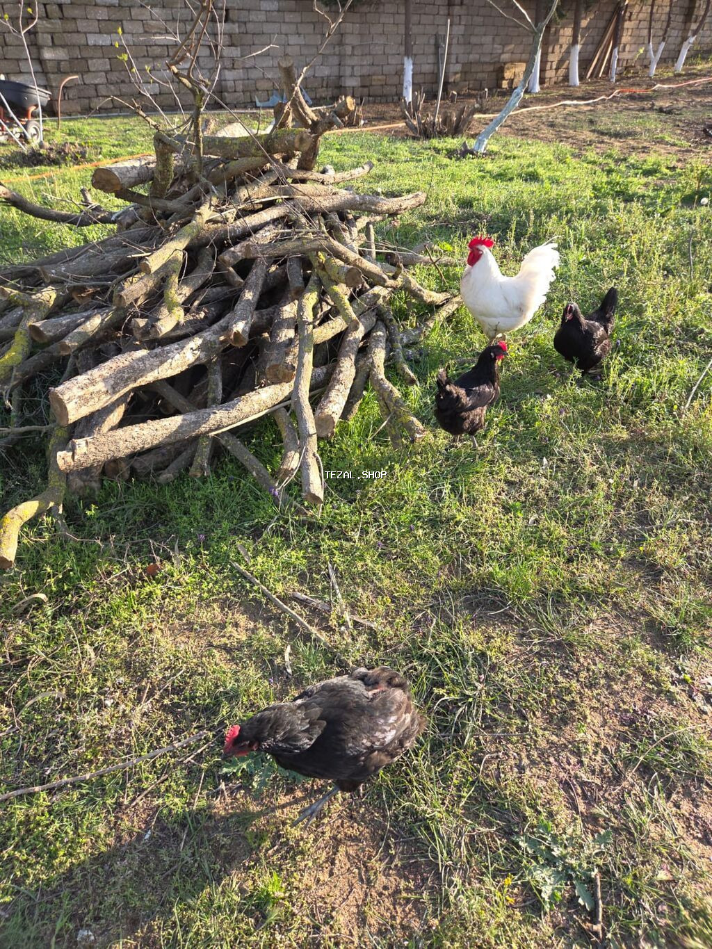 Temiz qan Australorp cuceleri .3-gunluk 3 manat,20 gunluk -5manat - şəkil 2