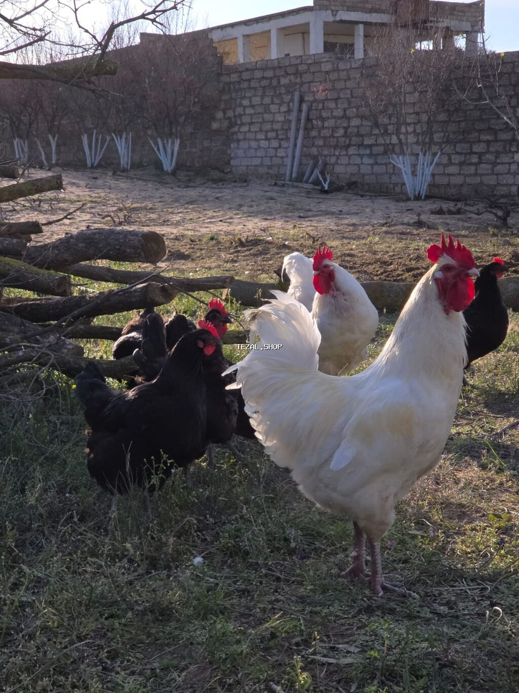 Temiz qan Australorp cuceleri .3-gunluk 3 manat,20 gunluk -5manat - şəkil 3