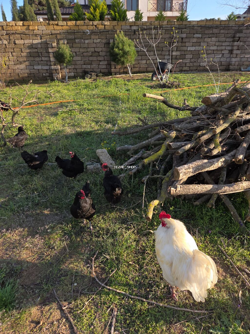 Temiz qan Australorp cuceleri .3-gunluk 3 manat,20 gunluk -5manat - şəkil 4