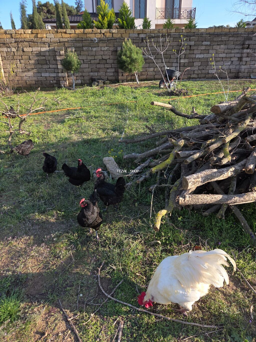 Temiz qan Australorp cuceleri .3-gunluk 3 manat,20 gunluk -5manat - şəkil 5