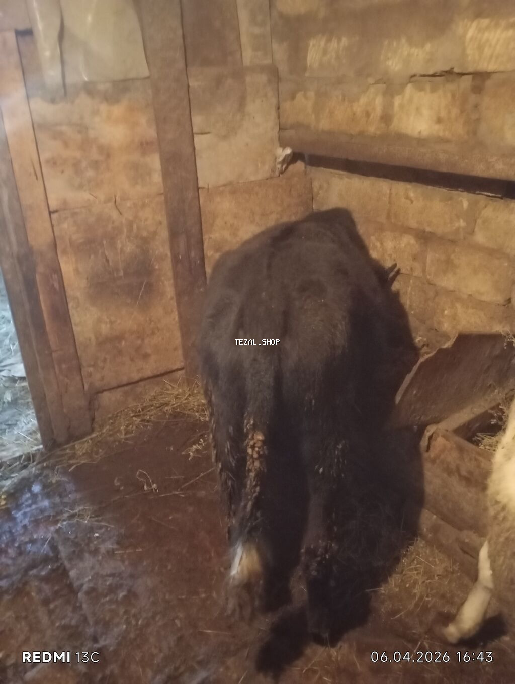 Satılır: qara rəngli dana - Növ: iri buynuzlu heyvan, dana - Rəng