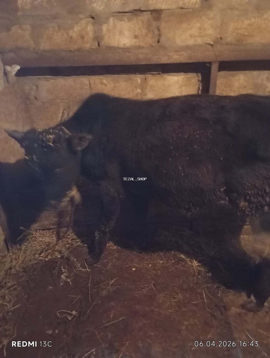 Satılır: qara rəngli dana - Növ: iri buynuzlu heyvan, dana - Rəng - şəkil 2