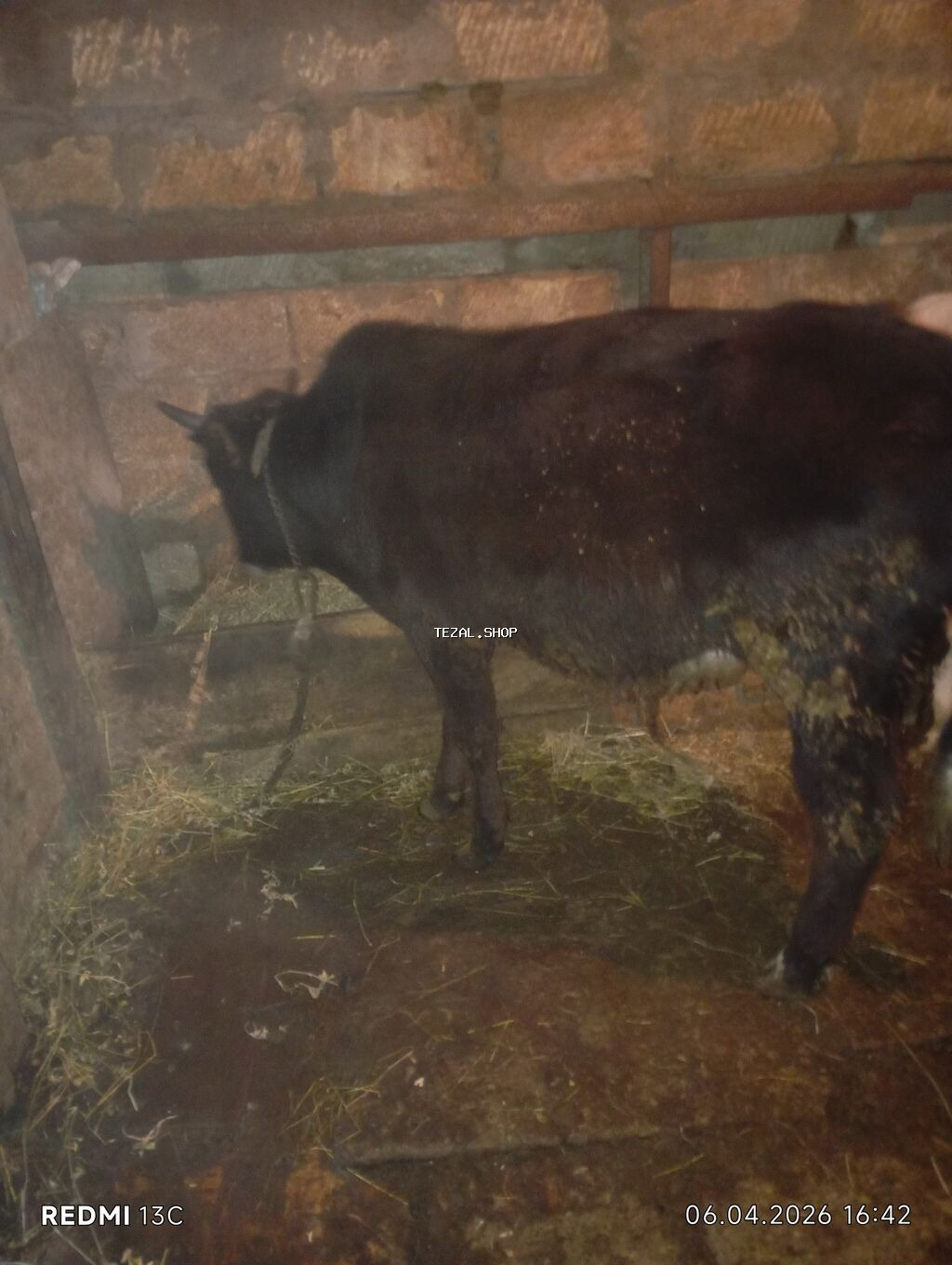 Satılır: qara rəngli dana - Növ: iri buynuzlu heyvan, dana - Rəng - şəkil 3