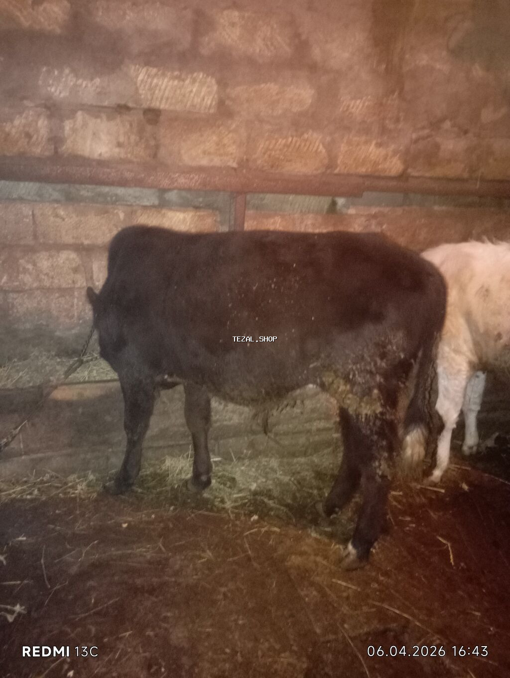 Satılır: qara rəngli dana - Növ: iri buynuzlu heyvan, dana - Rəng - şəkil 4