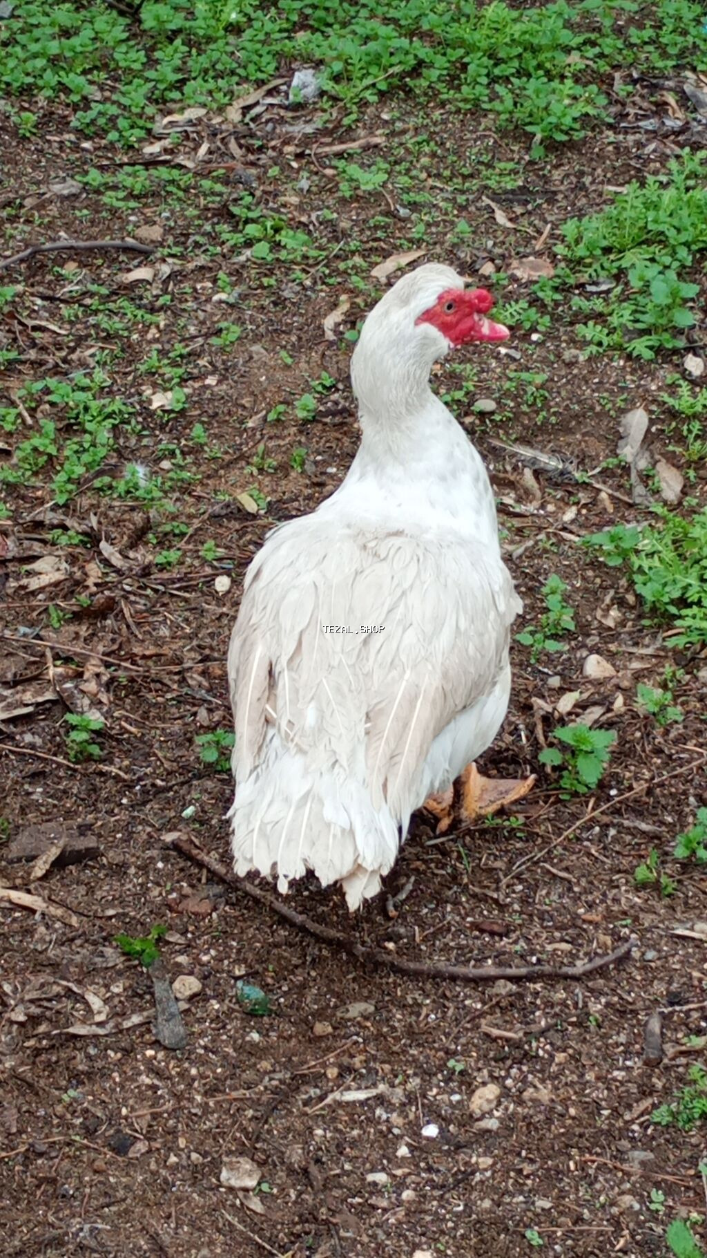 Erkək, | Lal ördək, Damazlıq, Ünvandan götürmə