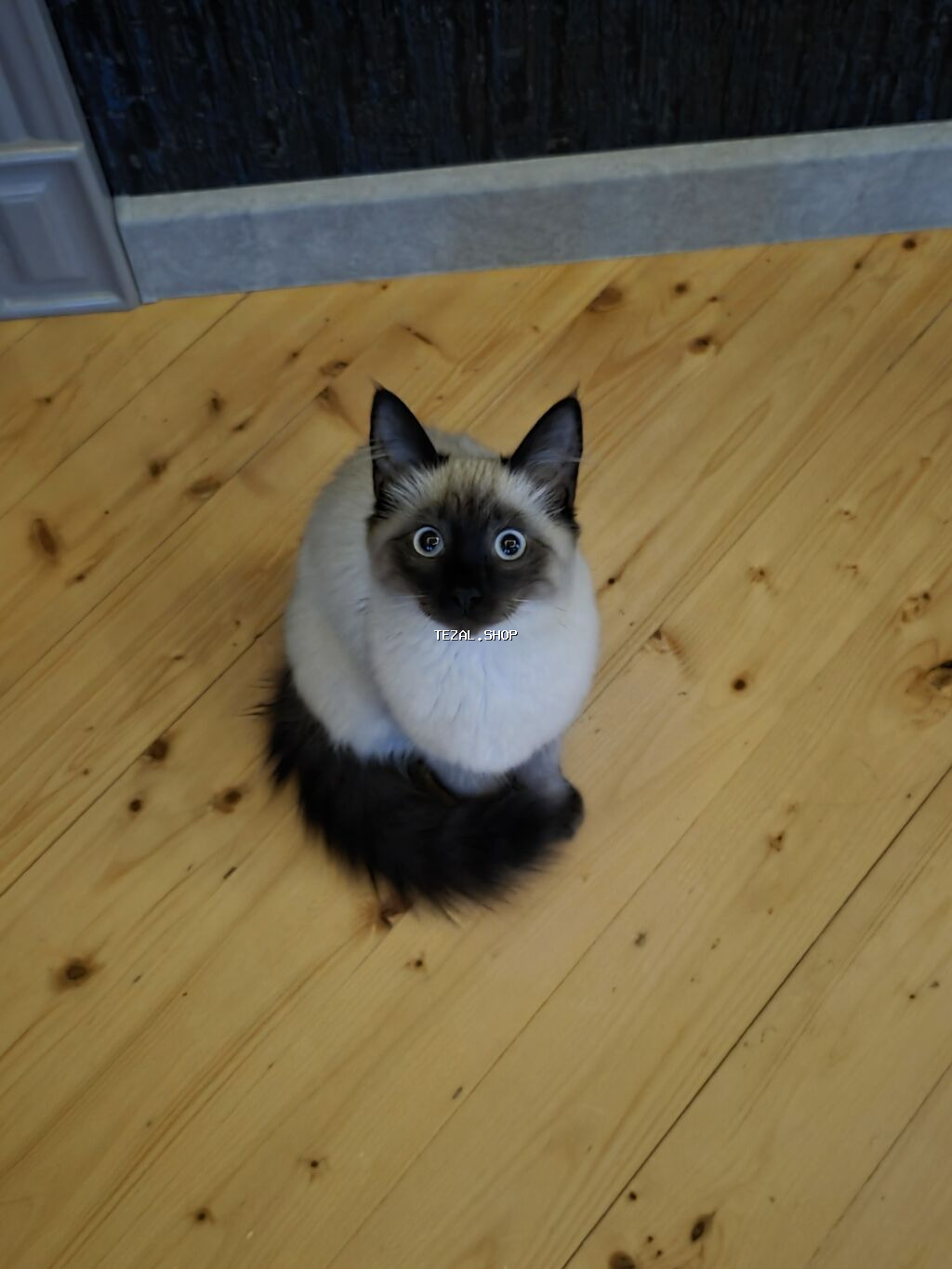 Siam, Dişi - şəkil 2